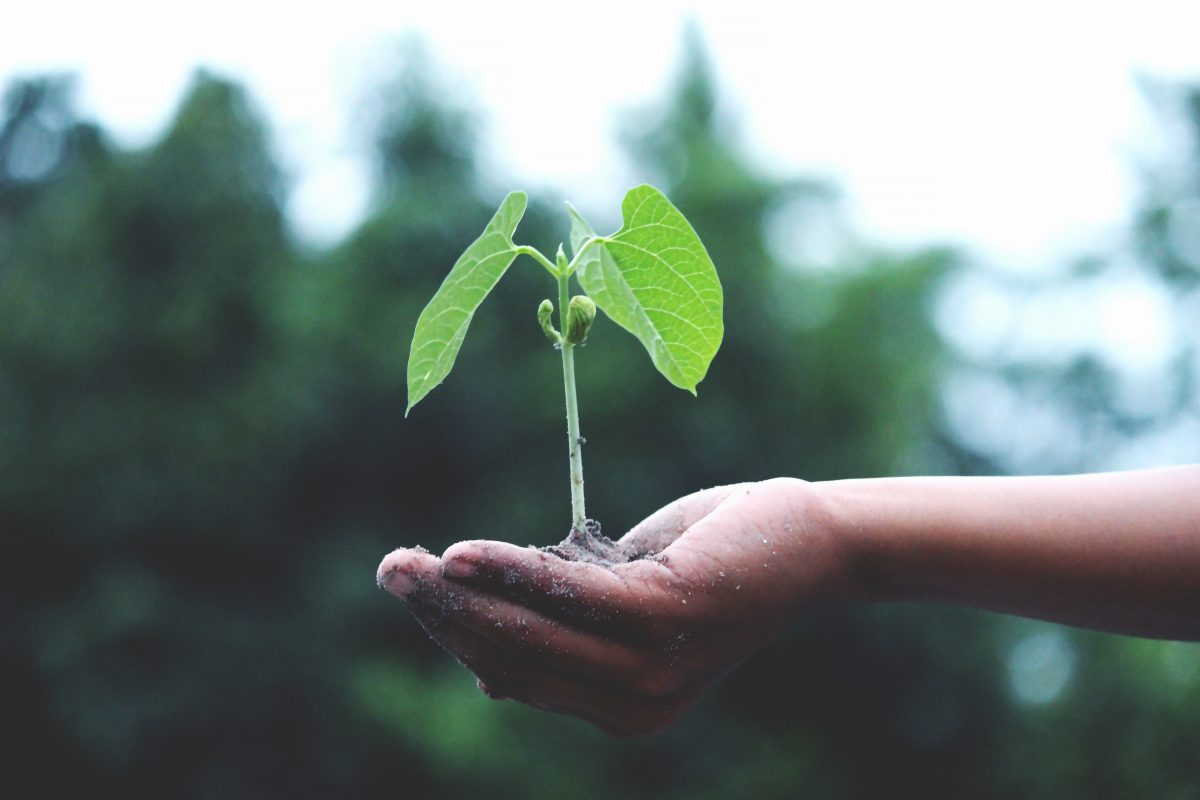 <a href="https://www.pexels.com/photo/person-holding-a-green-plant-1072824/" target="_blank" rel="noopener">Akil Mazumder</a> at Pexels